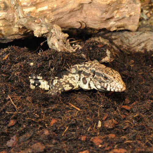 Lizard in Jungle Bio Substrate